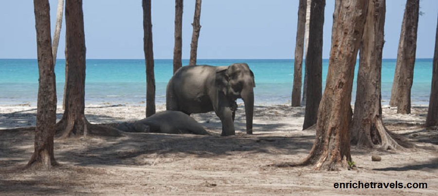 Andaman_Elephant_Beach