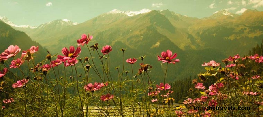 Nepal_Flower_and_mountains