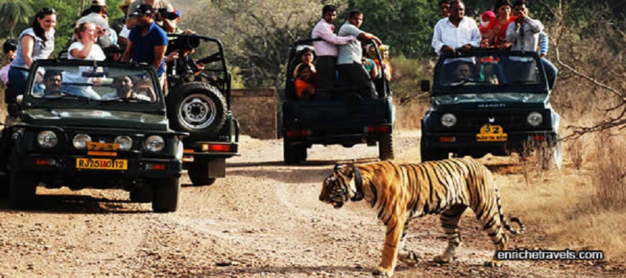 india-wildlife-tour