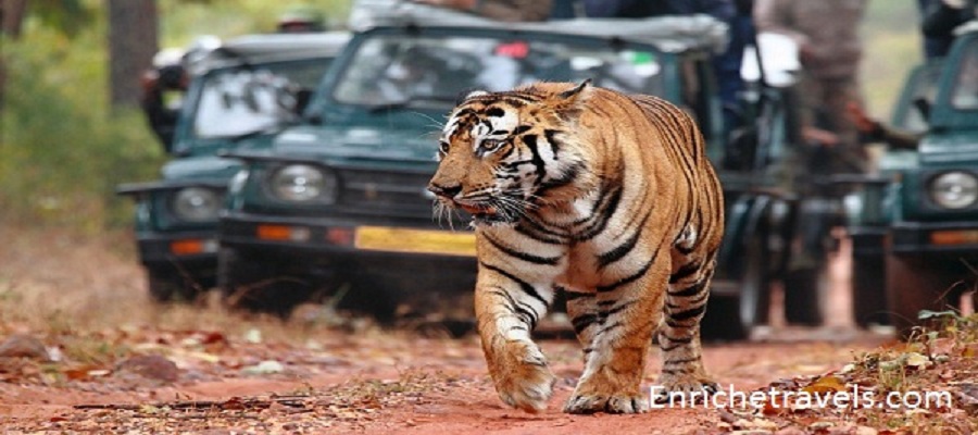 india-wildlife-tour1